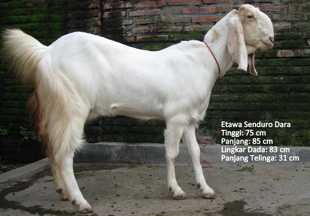 kambing-perah-etawa-senduro-dara