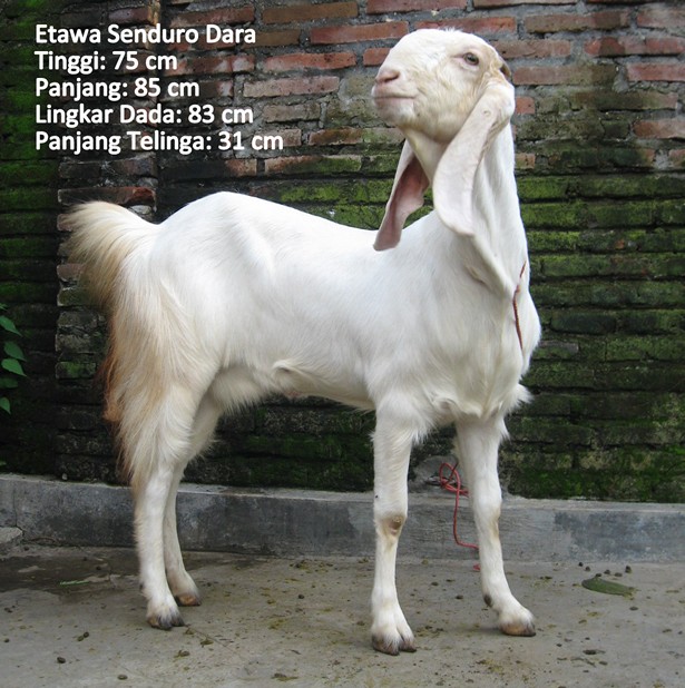 kambing-perah-etawa-senduro-dara