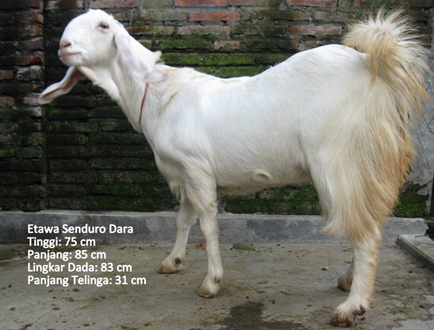 kambing-perah-etawa-senduro-dara