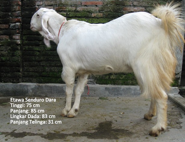 kambing-perah-etawa-senduro-dara