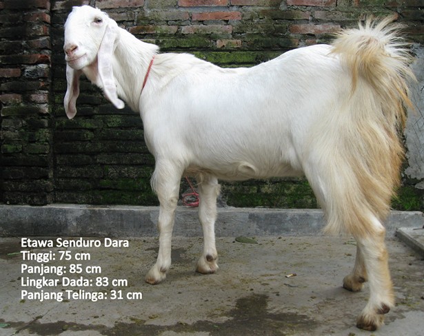 kambing-perah-etawa-senduro-dara