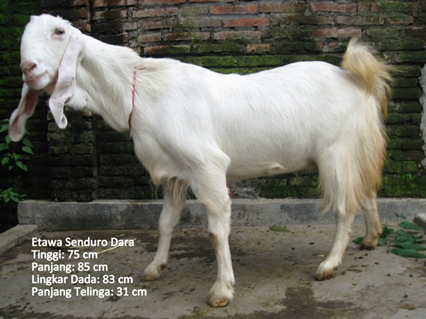 kambing-perah-etawa-senduro-dara