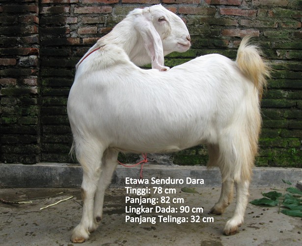 kambing-perah-etawa-senduro-dara