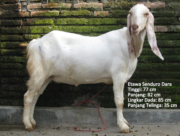 kambing-perah-etawa-senduro-dara