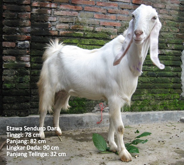 kambing-perah-etawa-senduro-dara