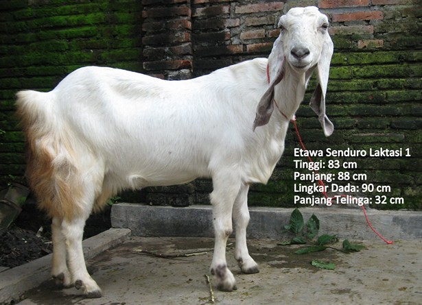 kambing-perah-etawa-senduro-laktasi