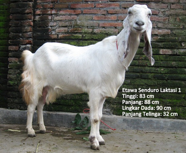 kambing-perah-etawa-senduro-laktasi