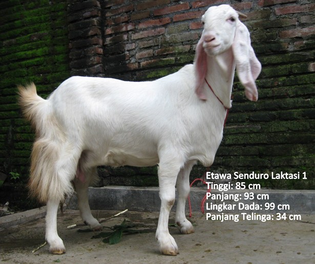 kambing-perah-etawa-senduro-laktasi