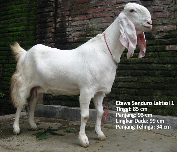 kambing-perah-etawa-senduro-laktasi