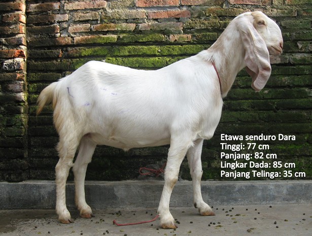 kambing-perah-etawa-senduro-dara