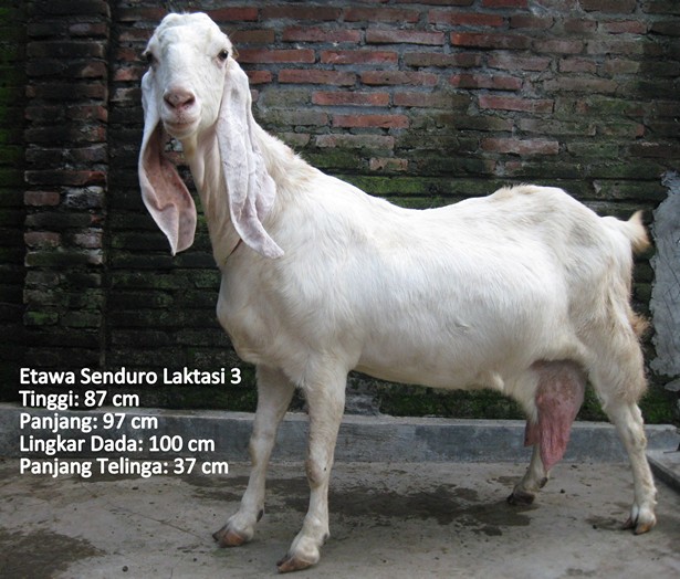 kambing-perah-etawa-senduro-laktasi