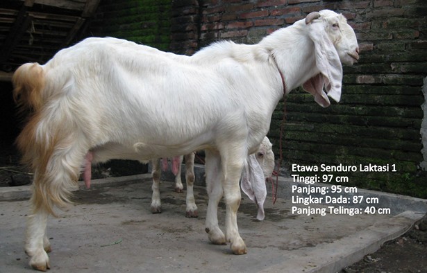 kambing-perah-etawa-senduro-laktasi