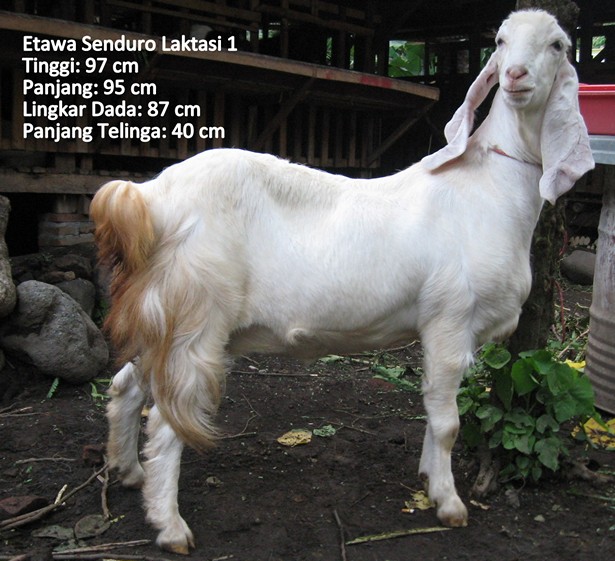 kambing-perah-etawa-senduro-laktasi