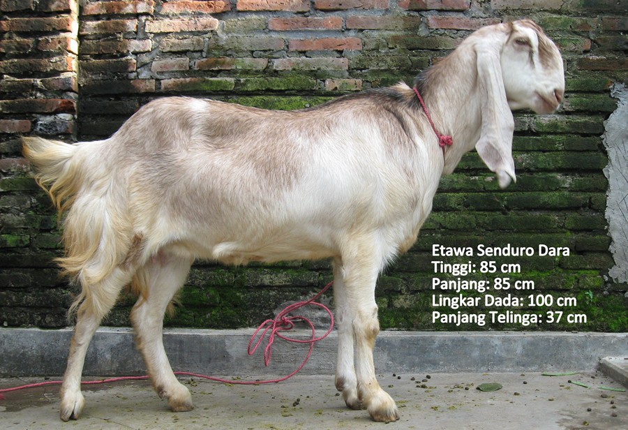 kambing-perah-etawa-senduro-dara