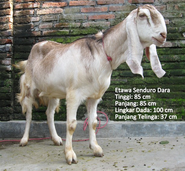 kambing-perah-etawa-senduro-dara