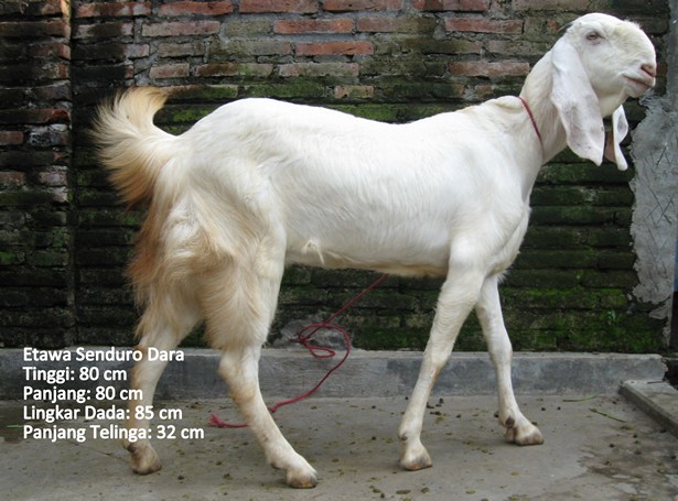 kambing-perah-etawa-senduro-dara