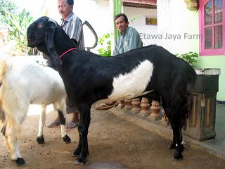 kambing etawa