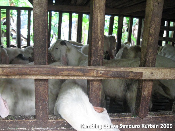 kambing-etawa-kurban