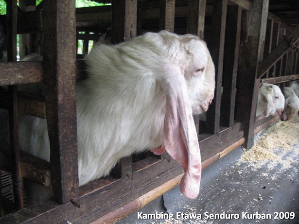 kambing-etawa-kurban