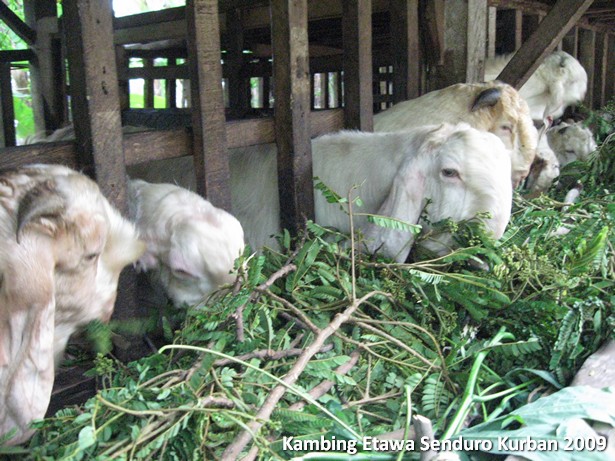 kambing-etawa-kurban