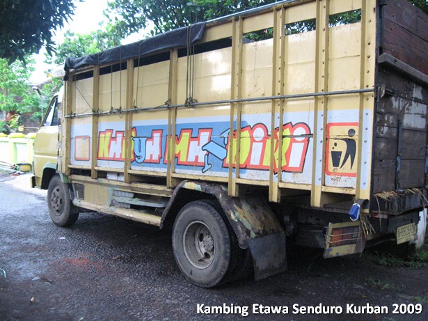 kambing-etawa-kurban