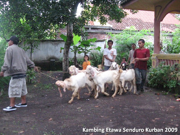 kambing-etawa-kurban