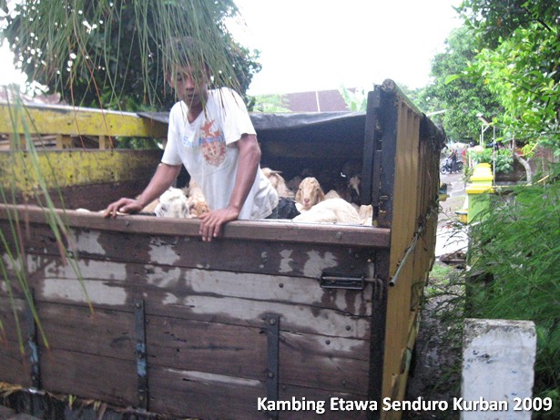 kambing-etawa-kurban