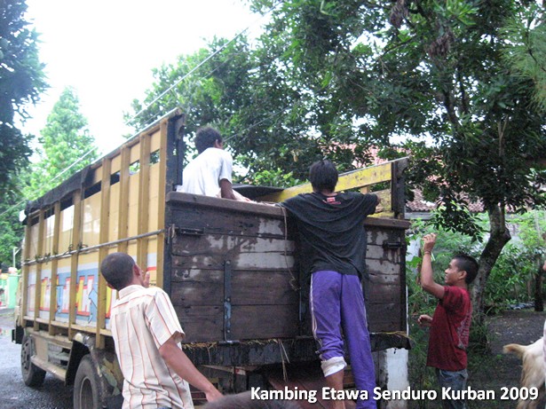 kambing-etawa-kurban