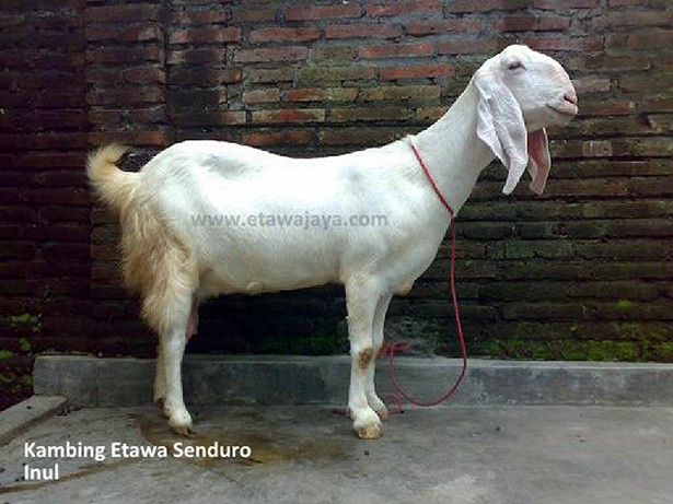 kambing-etawa-perah-senduro-inul
