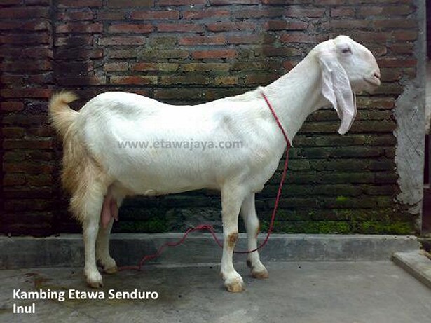 kambing-etawa-perah-senduro-inul