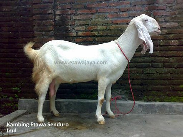 kambing-etawa-perah-senduro-inul