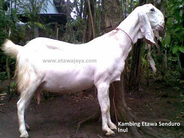 kambing-etawa-perah-senduro-inul