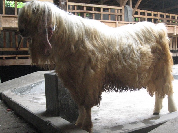 kambing-etawa-senduro-gembrong-angora