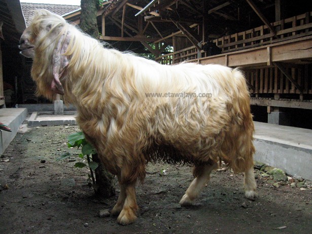 kambing-etawa-senduro-gembrong-angora