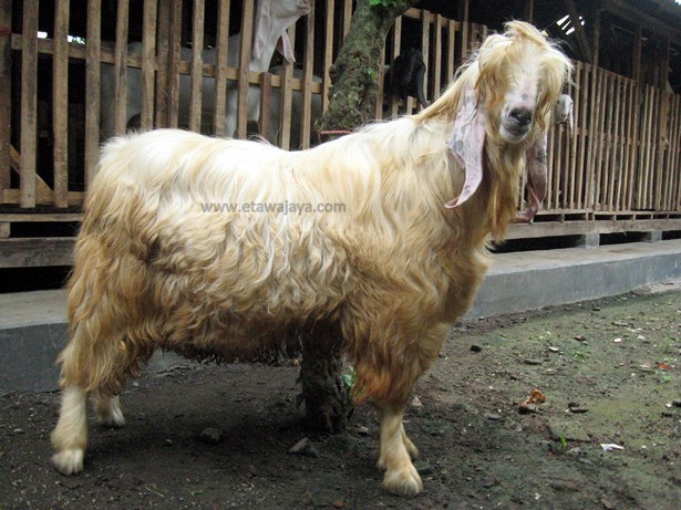 kambing-etawa-senduro-gembrong-angora