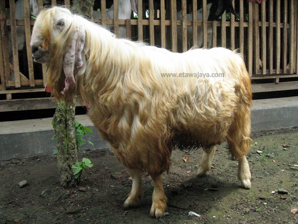 kambing-etawa-senduro-gembrong-angora
