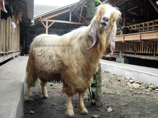 kambing-etawa-senduro-gembrong-angora