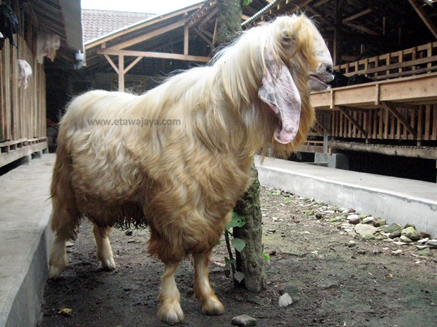 kambing-etawa-senduro-gembrong-angora