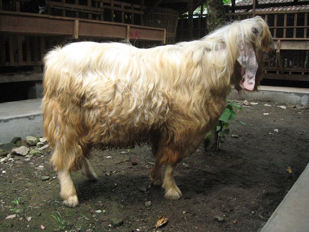 kambing-etawa-senduro-gembrong-angora