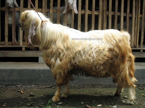 kambing-etawa-senduro-gembrong-angora