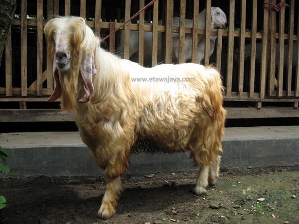 kambing-etawa-senduro-gembrong-angora