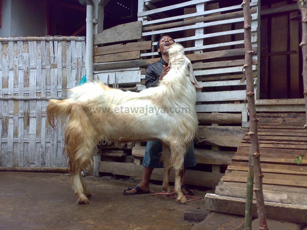 kambing-etawa-senduro-raksasa-putih