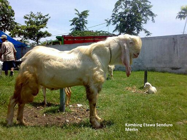 kambing-etawa-senduro-super-merlin