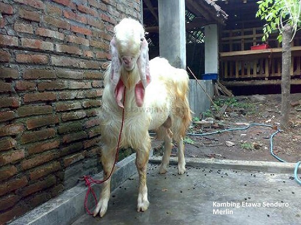 kambing-etawa-senduro-super-merlin