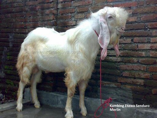 kambing-etawa-senduro-super-merlin