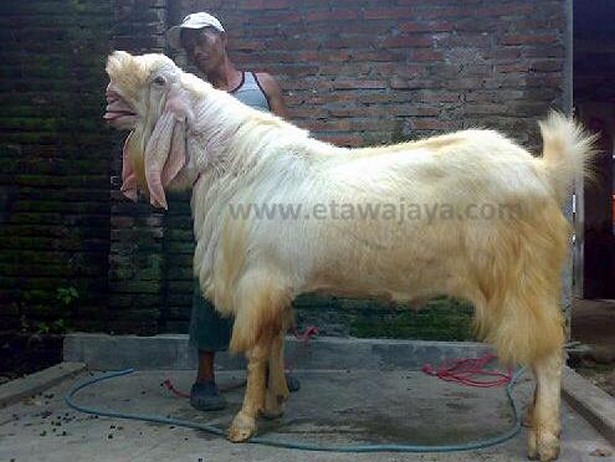 kambing etawa senduro super samson 130 kg