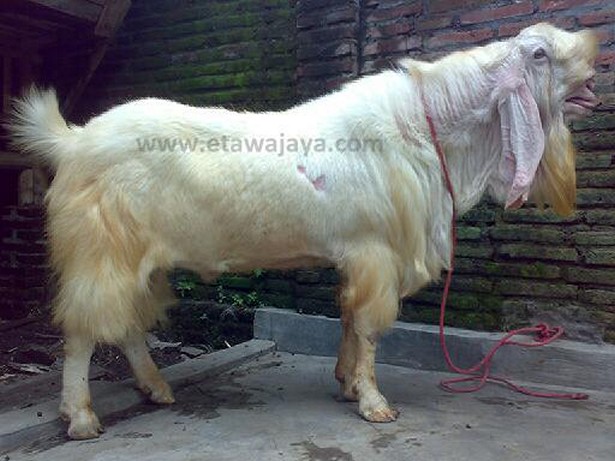 kambing etawa senduro super samson 130 kg