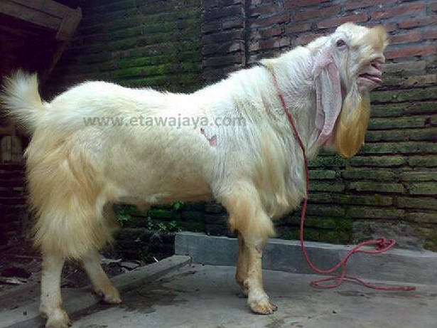 kambing etawa senduro super samson 130 kg
