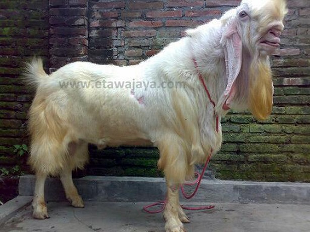 kambing etawa senduro super samson 130 kg