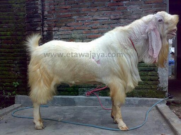 kambing etawa senduro super samson 130 kg